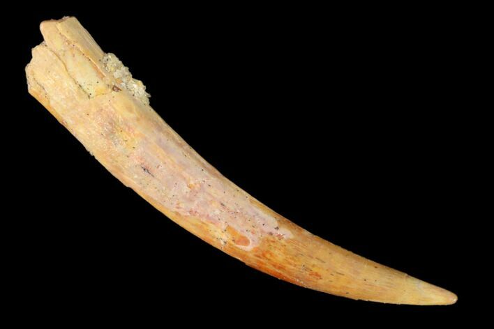 Fossil Pterosaur (Siroccopteryx) Tooth - Morocco #159104